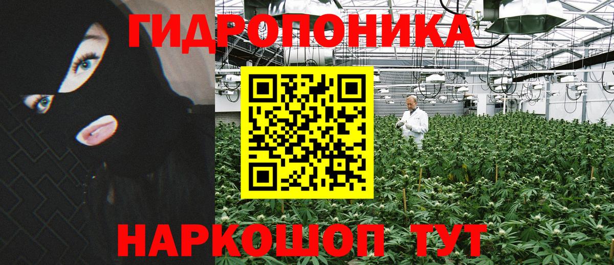 Конопля планчик  Канабис Ganja  Шали 